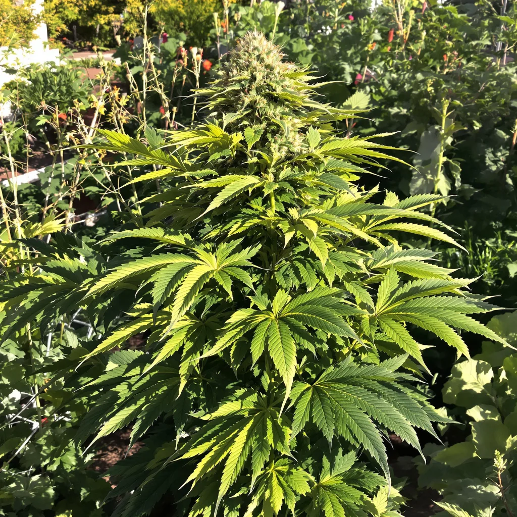 West OG 83% indica / 17% sativa — flor con tricomas visibles