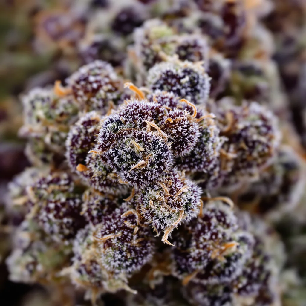 Primer plano de cogollo de cannabis White Empress mostrando cálices densos con tonos morados