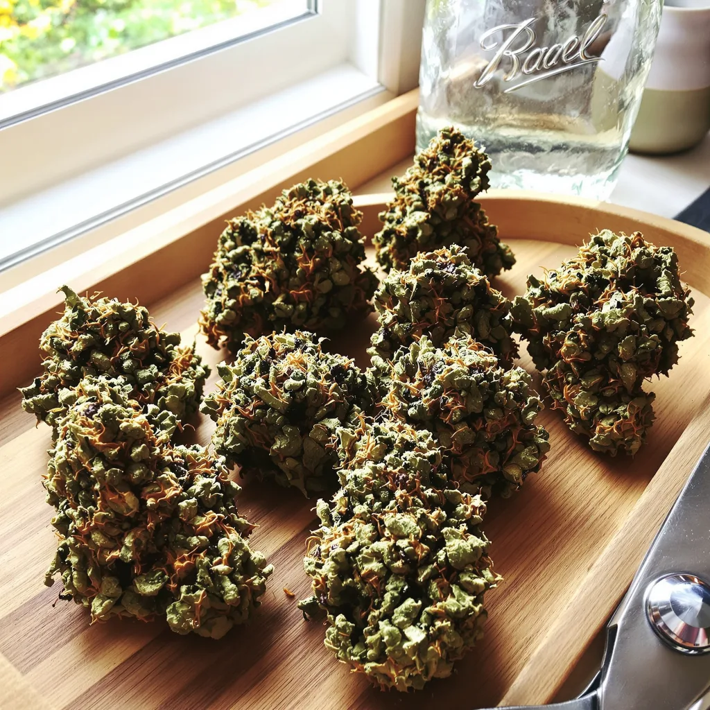 White Fire 43 77% indica / 23% sativa — flor con tricomas visibles