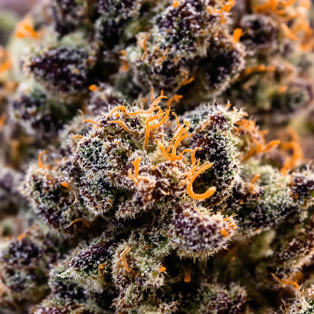 Primer plano de cogollo de cannabis White Fire 43 mostrando cálices densos con tonos morados