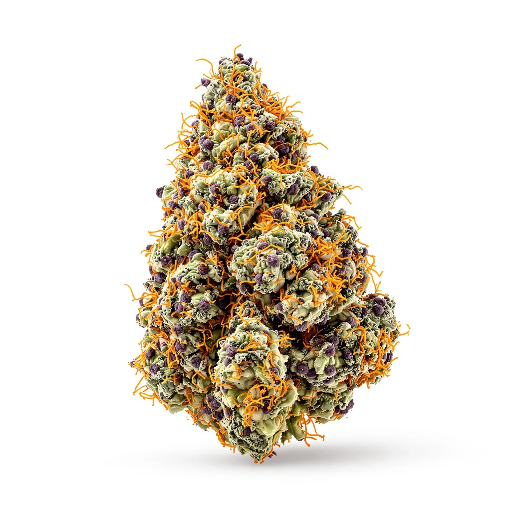 White Fire 43 77% indica / 23% sativa — flor con tricomas visibles