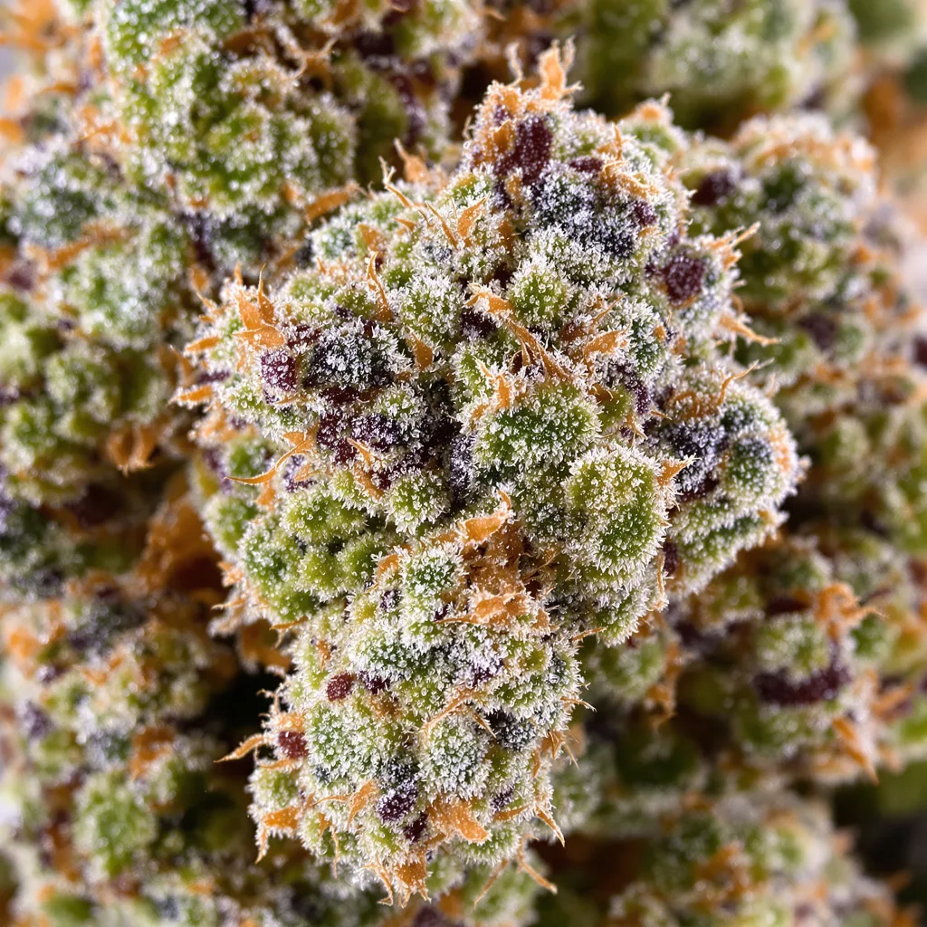 Primer plano de cogollo de cannabis White Fire Alien OG mostrando cogollos densos verde bosque