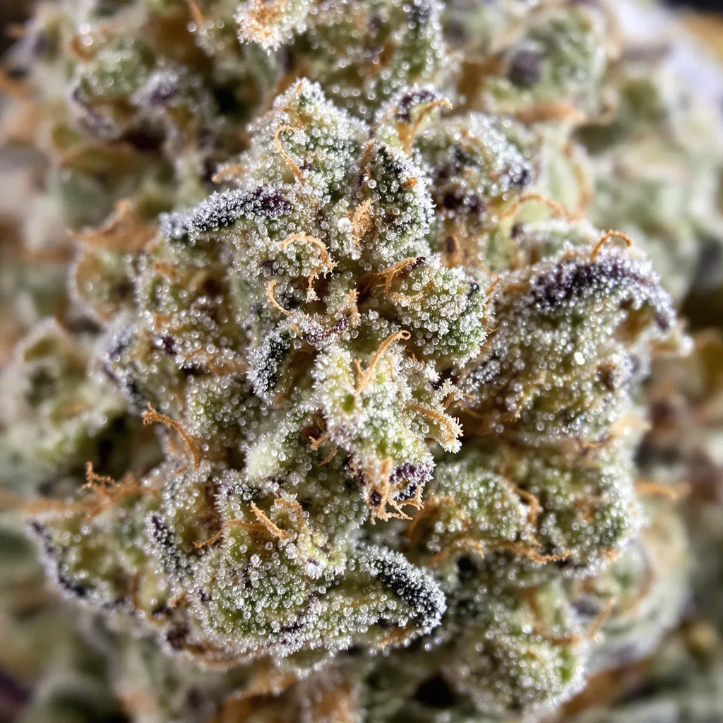Primer plano de cogollo de cannabis White Fire OG mostrando cogollos densos verde bosque