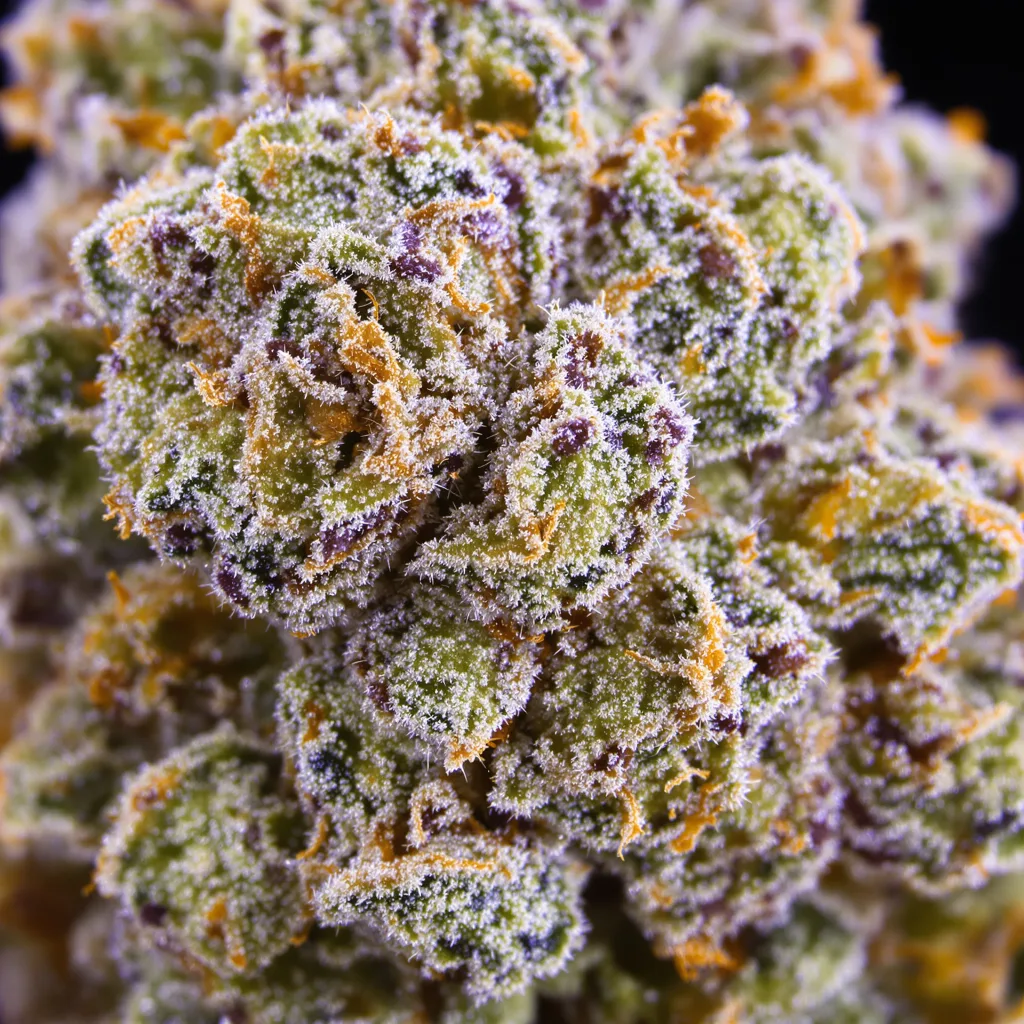Primer plano de cogollo de cannabis White Fire OG mostrando cogollos densos verde bosque