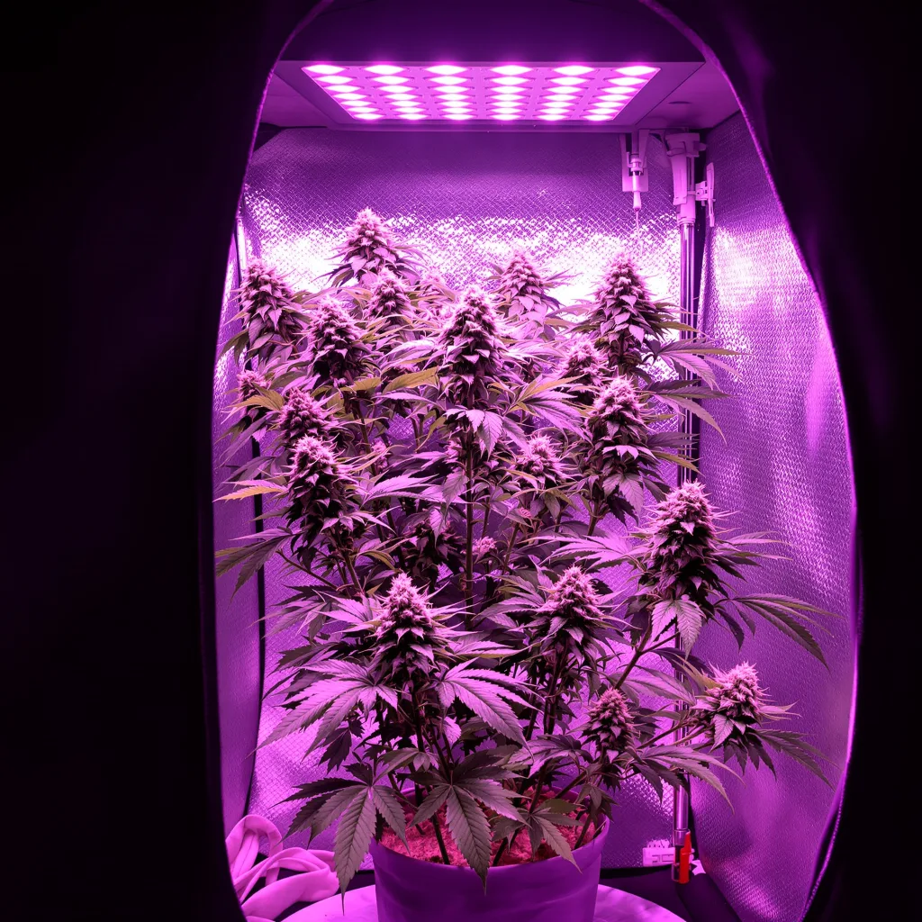 Planta de cannabis White Gold en fase de floración — 120-180 cm feminizada