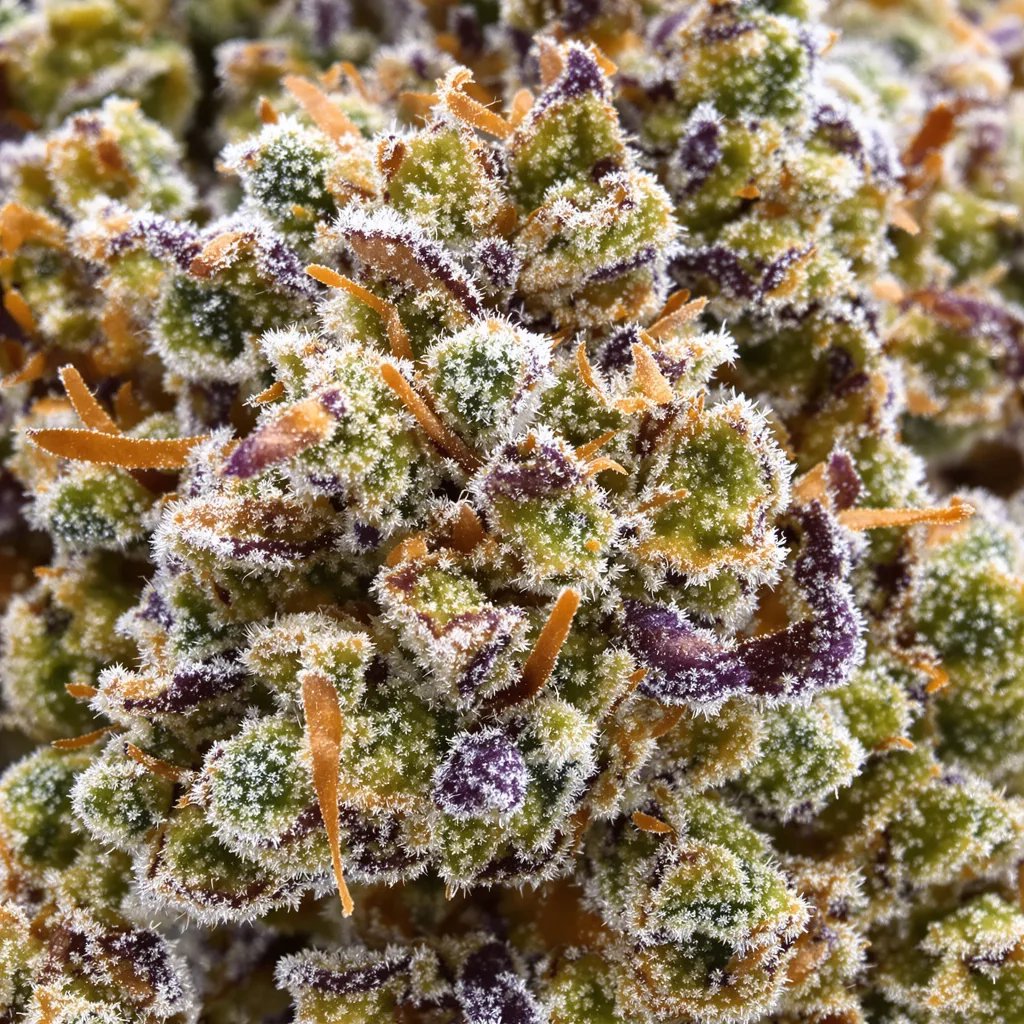 Primer plano de cogollo de cannabis White Gold mostrando cogollos densos verde bosque