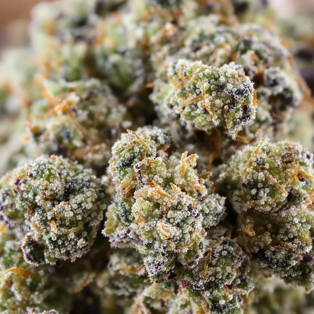 Primer plano de cogollo de cannabis White Kush mostrando cogollos densos verde bosque