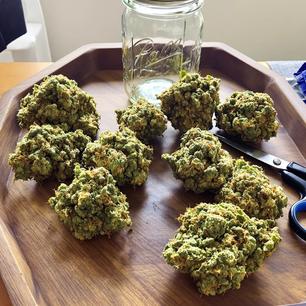 White Nightmare 20% indica / 70% sativa — flor con tricomas visibles