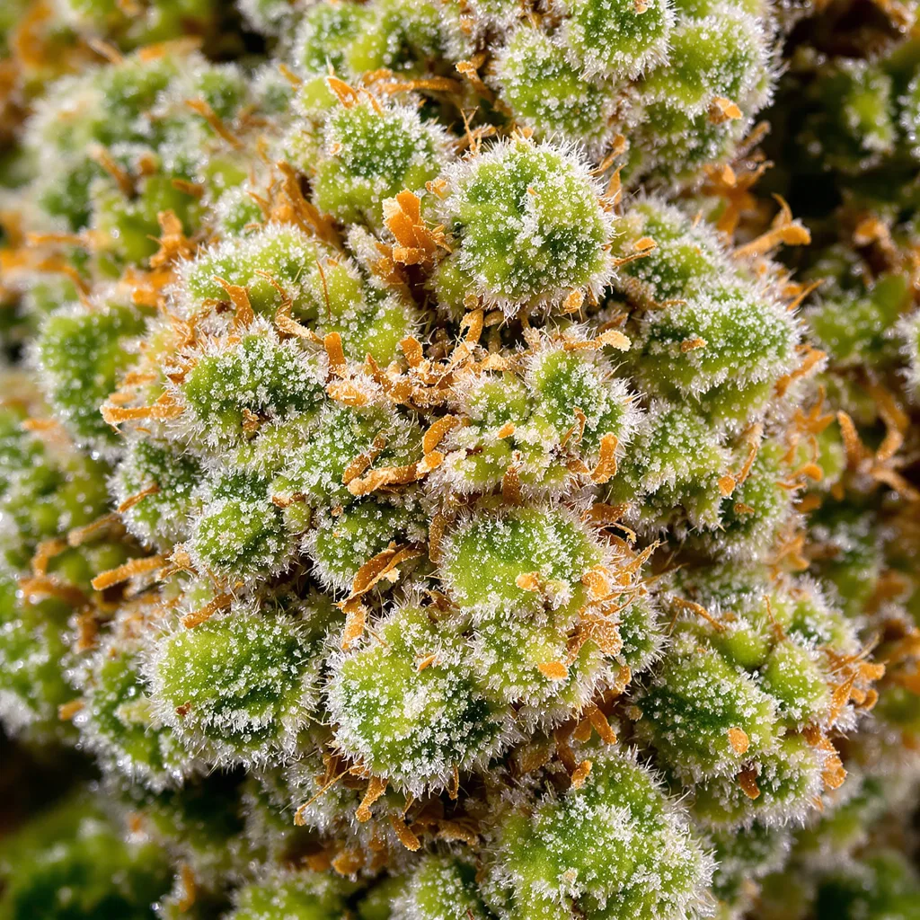 Primer plano de cogollo de cannabis White Nightmare mostrando estructura aireada verde lima