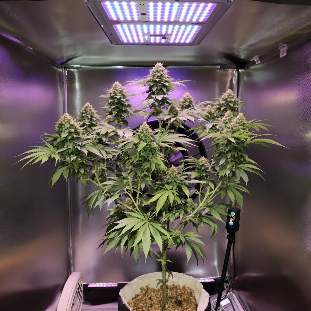 Planta de cannabis White OG en fase de floración — 120-180 cm feminizada