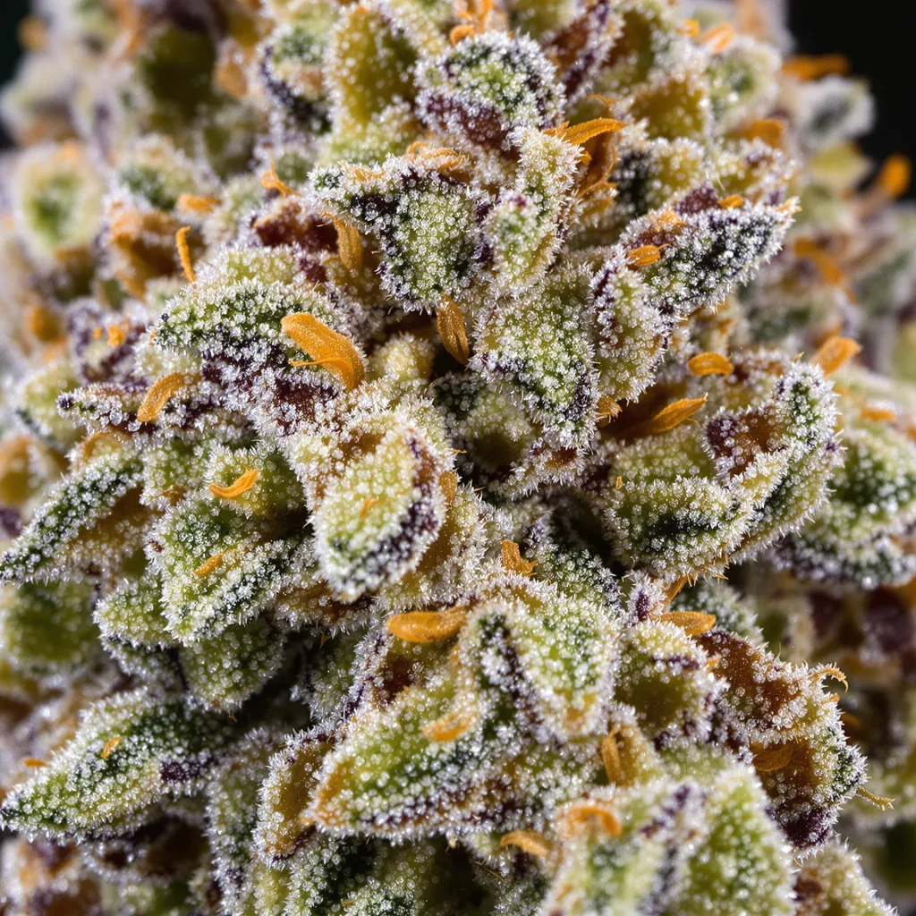 Primer plano de cogollo de cannabis White OG mostrando estructura equilibrada con tricomas escarchados