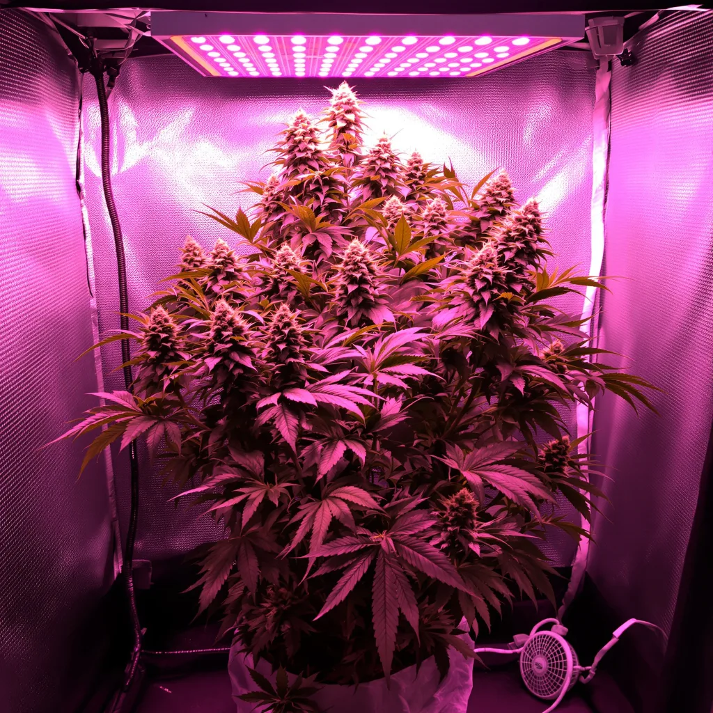 Planta de cannabis White Rhino en fase de floración — 90-130 cm feminizada
