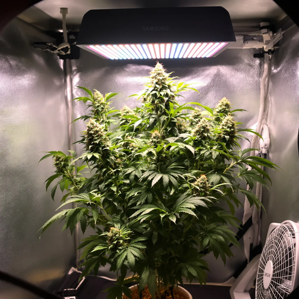 Planta de cannabis Wild Hog en fase de floración — 90-130 cm feminizada