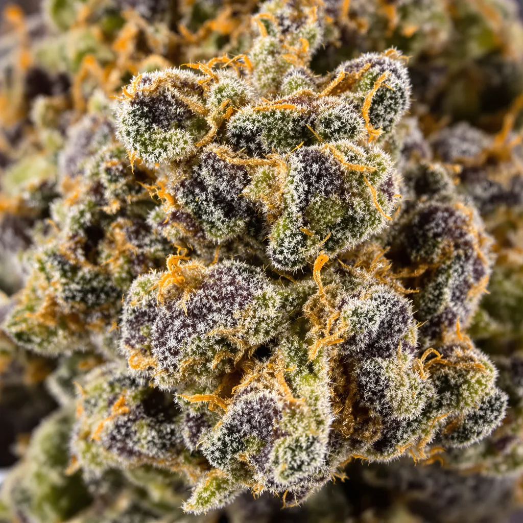 Primer plano de cogollo de cannabis Wild Hog mostrando cálices densos con tonos morados
