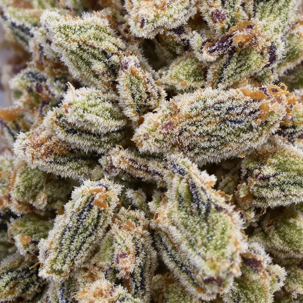 Primer plano de cogollo de cannabis Wildberry mostrando estructura equilibrada con tricomas escarchados