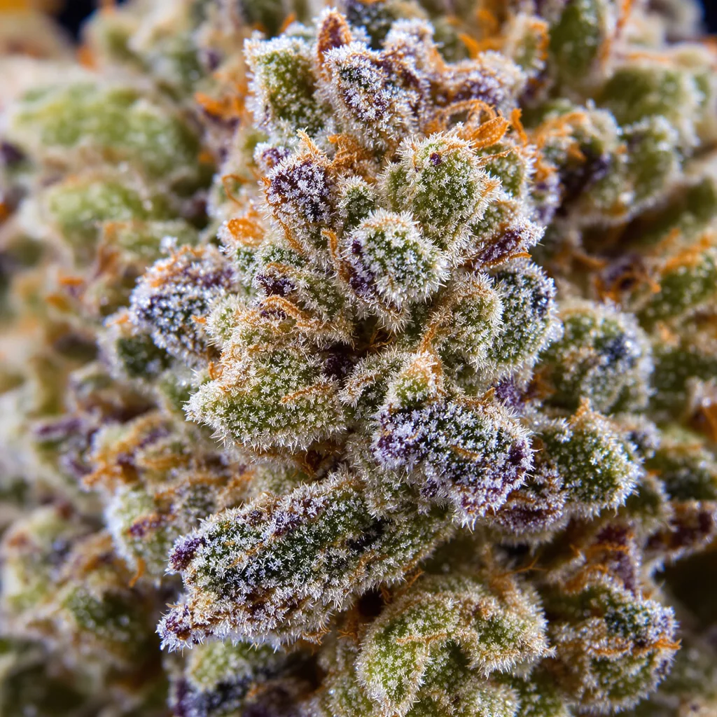 Primer plano de cogollo de cannabis Wonder Woman mostrando estructura equilibrada con tricomas escarchados