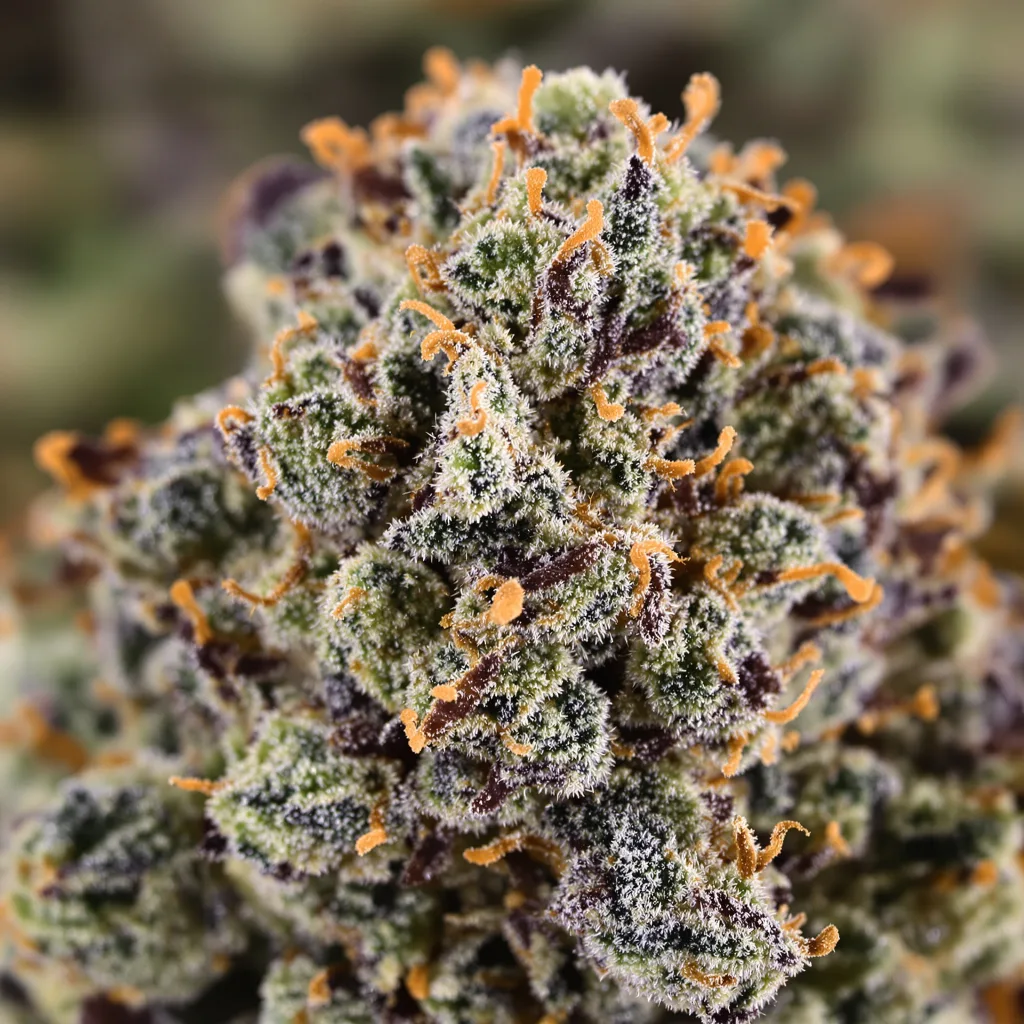 Primer plano de cogollo de cannabis Woody Kush mostrando cálices densos con tonos morados