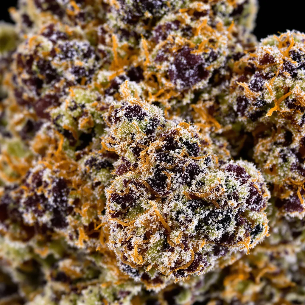 Primer plano de cogollo de cannabis WSU mostrando cálices densos con tonos morados