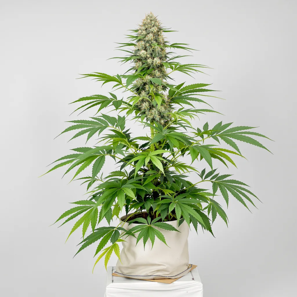 Embalaje de semillas de cannabis Yoda’s Brain — Royal King Seeds España