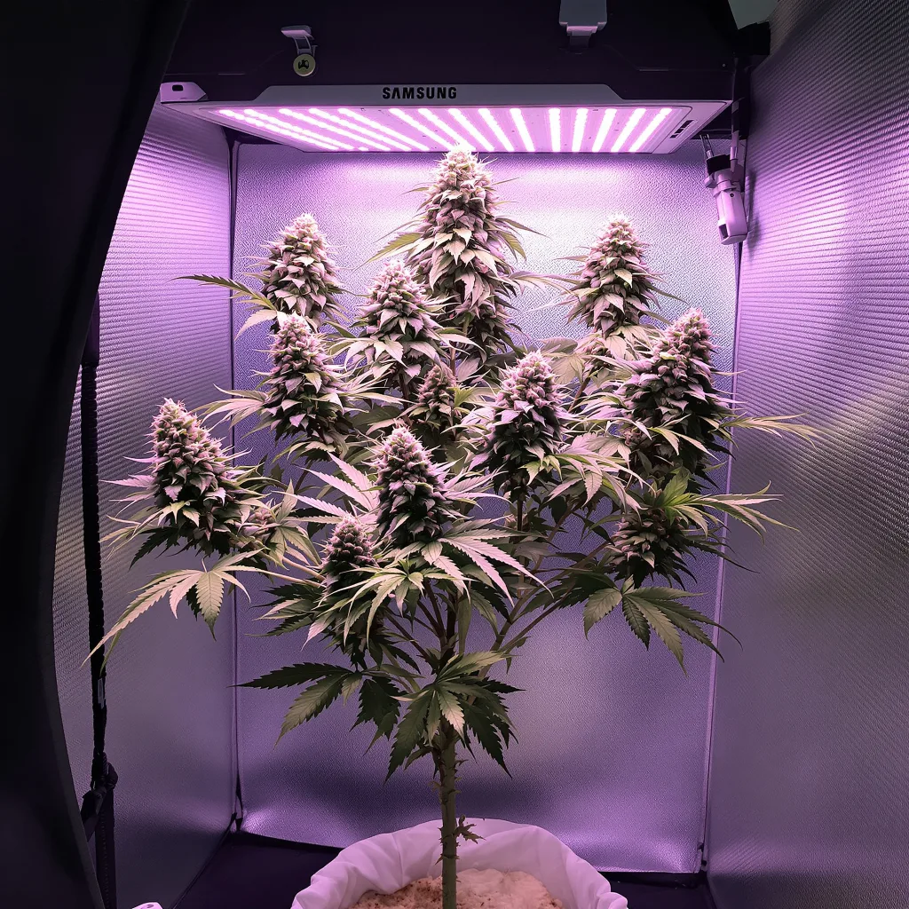 Planta de cannabis Zashimi en fase de floración — 120-180 cm feminizada
