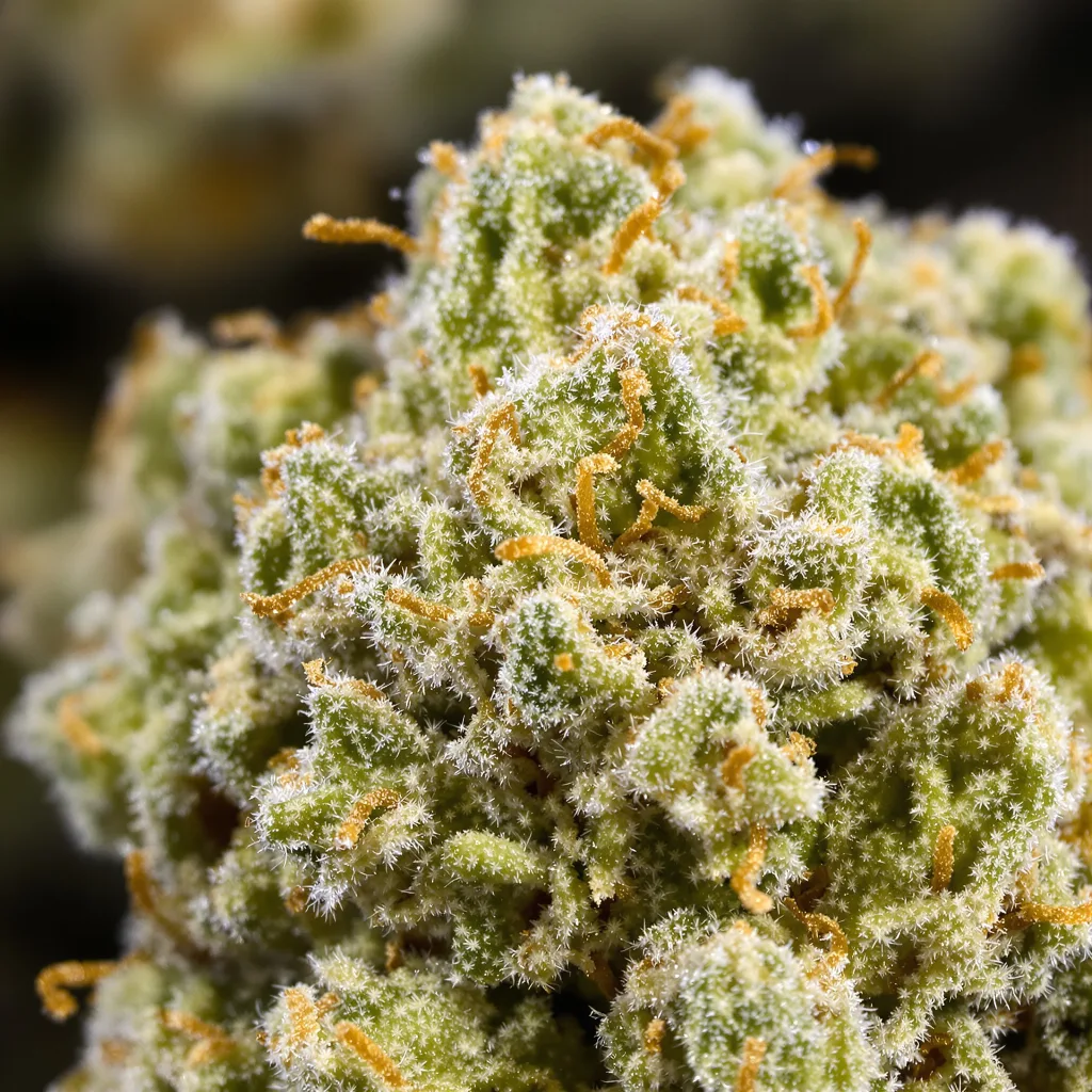 Primer plano de cogollo de cannabis Zen CBD mostrando flor clara con baja resina