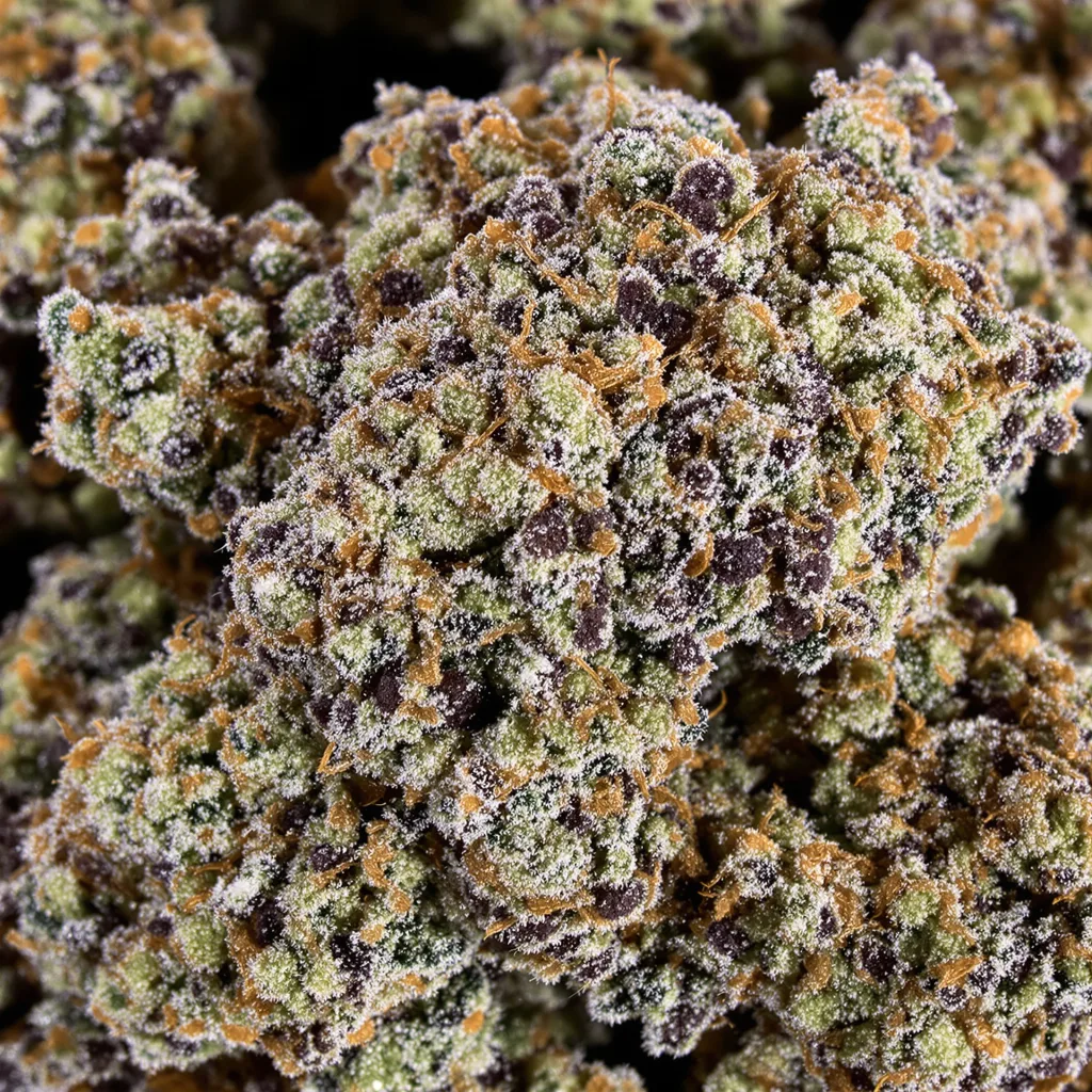 Primer plano de cogollo de cannabis Zombie Kush mostrando cálices densos con tonos morados