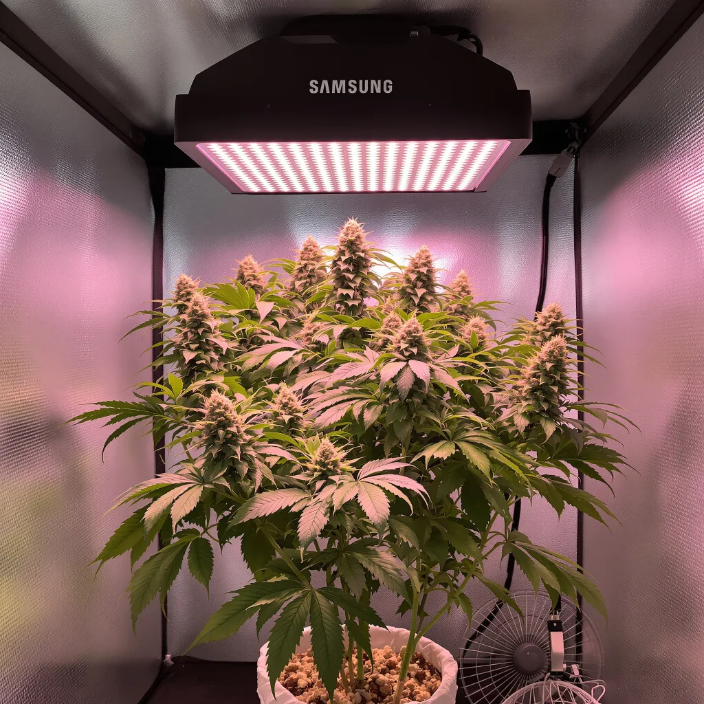 Planta de cannabis Zombie OG en fase de floración — 90-130 cm feminizada