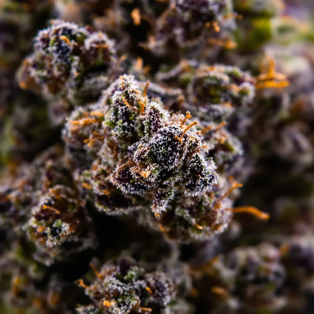 Primer plano de cogollo de cannabis Zombie OG mostrando cálices densos con tonos morados